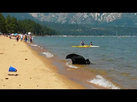 Mother bear and her cubs on the beach. Pope Beach. Lake Tahoe. CA (III)