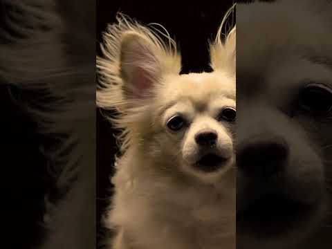 Heckova! Premium Dog Food Brand Teases New Line of Dog's Breath-Inspired Cologne
