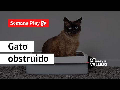 Obstrucción intestinal y urinaria en gatos | Enrique Vallejo en Salud animal