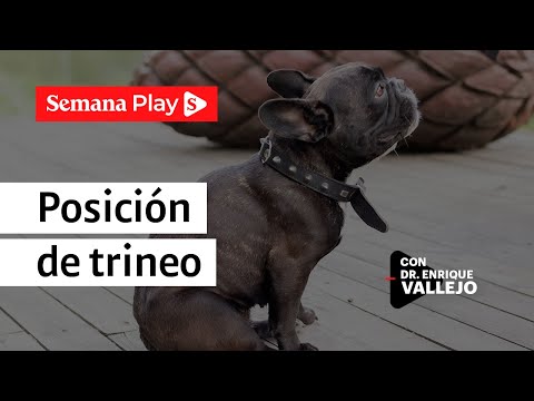 Posición de trineo | Enrique Vallejo en Salud Animal
