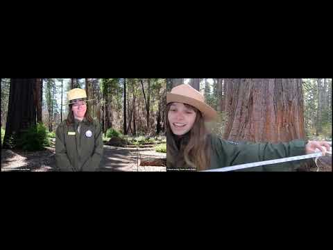 Tough Trees: Fire Adaptations of Giant Sequoias & Coast Redwoods at Calaveras Big Trees & Big Basin