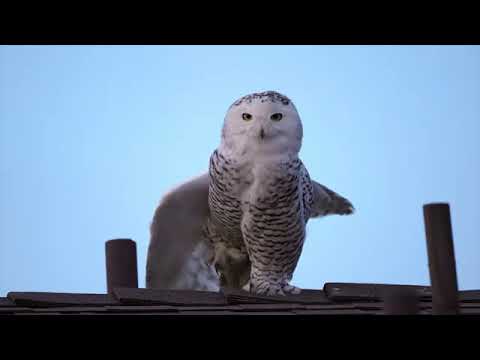 Local Wildlife Highlighted in PBS SoCal's 2025 Earth Month Slate with World Broadcast Premiere and Local Events for New Documentary SOCAL SNOWY OWL