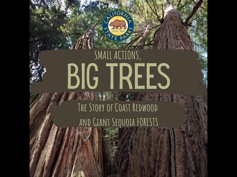 Small Actions, BIG TREES: The Story of the Coast Redwood and Giant Sequoia Forests